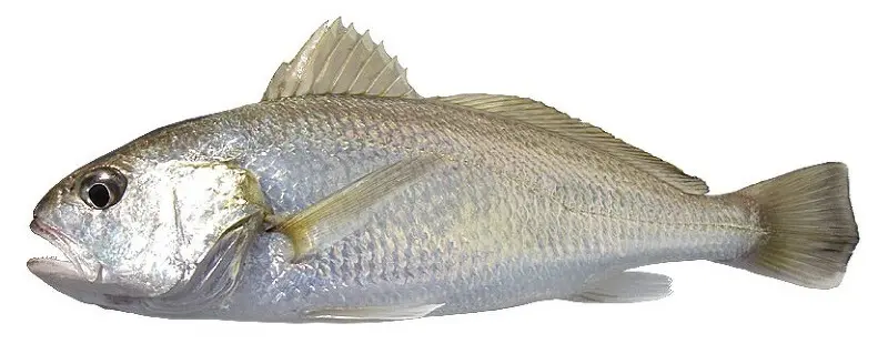 corvina.webp
