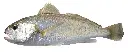 corvina.webp