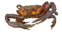 cangrejo.webp