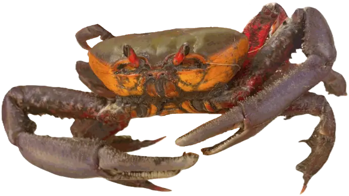 Cangrejo vivo