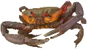 Cangrejo vivo