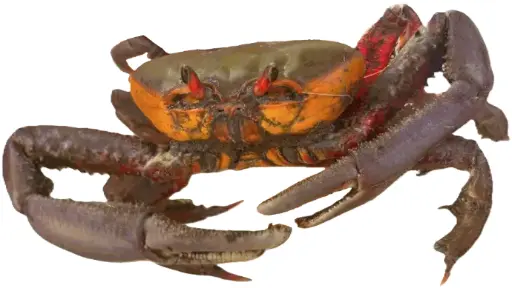 Cangrejo vivo